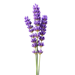 Obraz premium A sprig of fresh lavender flowers isolated on a white background perfect for natural beauty and aromatherapy concepts