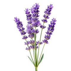 Naklejka premium Bunch of fresh lavender flowers detailed botanical illustration with green stems isolated on a clean white background for floral design and aromatherapy