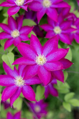 Clematis