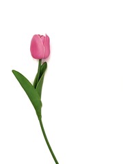 pink tulip isolated on white background 