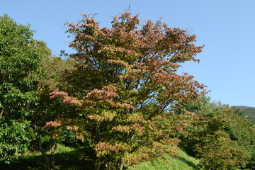 Fototapeta premium Kousa dogwood Cornus kousa of Cornaceae is a deciduous tree with white cross shaped bracts and red fruit. This is an authentic optical photography on location.