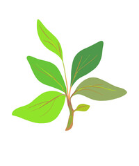 Botanical art or a postcard with green leaves and sprigs of basil or sage. Different shades of green on a separate white background. Vector.