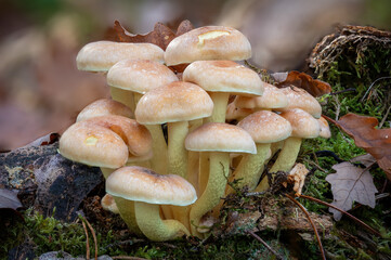 Close up of a group of leaved brimstone mushrooms between autumn leaves