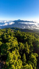 Obraz premium Lush green forest overlooking distant mountain range, sunny sky
