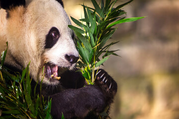 panda eating bamboo
