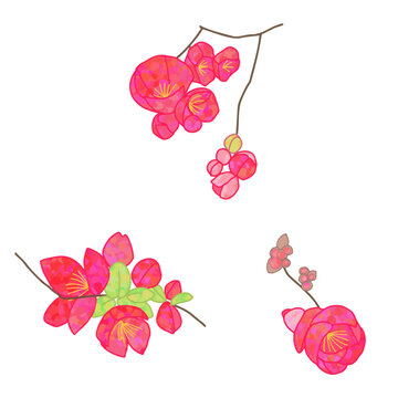 quince 3 types