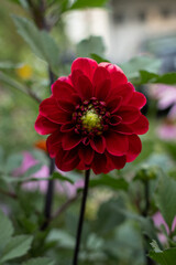 Red Dahlia