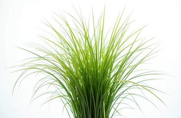 Green grass blades with thin sharp leaves stand tall against clean white background. Plant looks fresh, healthy, slender stalks reaching upwards, outwards with gentle sway. Vibrant green color
