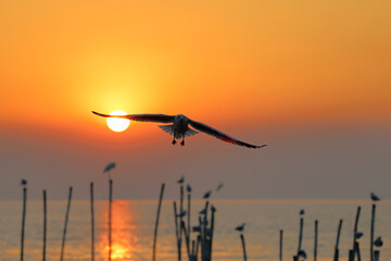 Seagull flying on a wooden pole during sunset. Winter background
