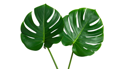 Two large, vibrant green Monstera leaves with distinctive splits and perforations, isolated