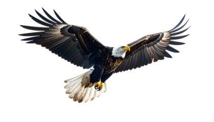 Majestic eagle in mid-flight, wings spread wide against a stark black backdrop