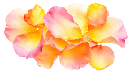 Close-up of vibrant rose petals in various shades of pink, orange, and yellow on black background