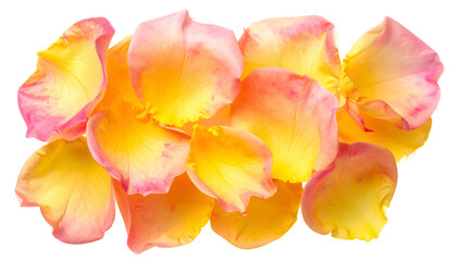 A cluster of vibrant, multi-colored rose petals, arranged close-up on a transparent backdrop