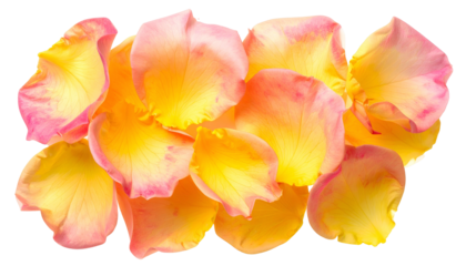 A cluster of vibrant, multi-colored rose petals, arranged close-up on a transparent backdrop