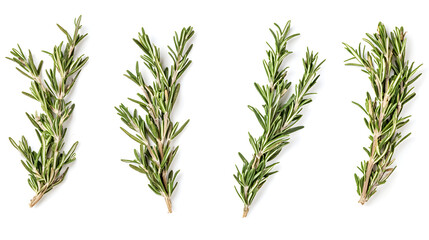 Fresh rosemary sprigs isolated on white background, aromatic herb for cooking and seasoning