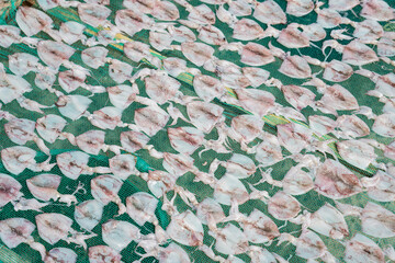 Dried squid seafood arranged on green drying net