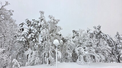 snow covered trees