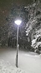 Snow covered branches shine under street lights in a winter night scene