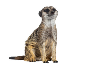 Meerkat sitting upright with attentive posture