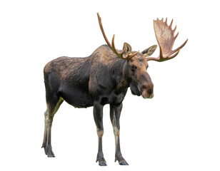Moose with large antlers standing in profile