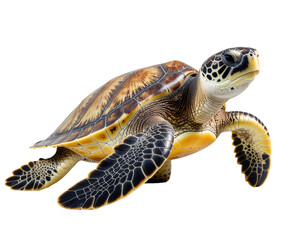 Sea turtle swimming forward with detailed shell pattern and textured flippers