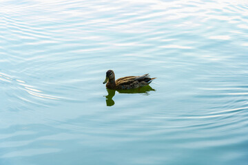 Duck swimming in calm water making ripples in a lake during daylight hours