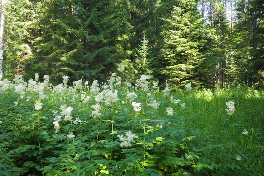 Filipendula ulmaria, commonly known as meadowsweet or mead wort, perennial herbaceous plant in family Rosaceae that grows in damp meadows. Herb possesses pleasant taste and flavour. Karelian taiga