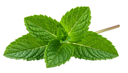 Close-up of vibrant green mint leaves on a black background, showcasing texture