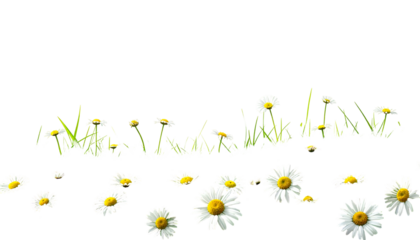 Daisies and grass sprout on a black background; some blooms lie scattered