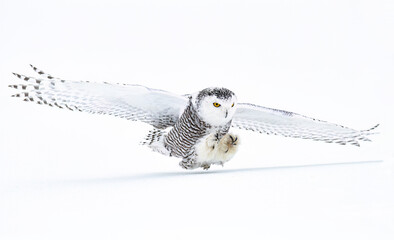 Snowy owl (Bubo scandiacus) flies low over hunting an open snowy field in winter in Ottawa, Canada