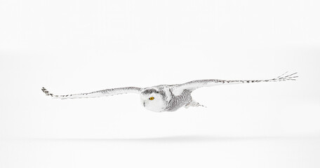 Snowy owl (Bubo scandiacus) flies low over hunting an open snowy field in winter in Ottawa, Canada