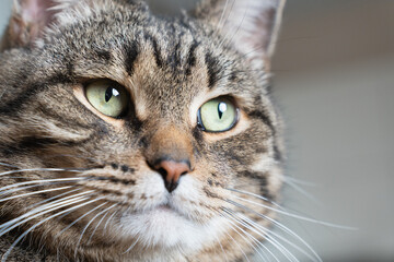 Extreme close-up of a tabby cat face with bright green eyes and whiskers, soft natural light and blurred indoor background with copy space.