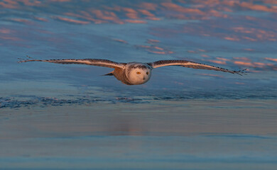 Snowy owl in flight hunting over an ice covered pond at sunset in Ottawa, Canada