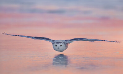 Snowy owl in flight hunting over an ice covered pond at sunset in Ottawa, Canada
