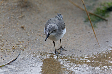 Sanderling, Calidris alba, by the water