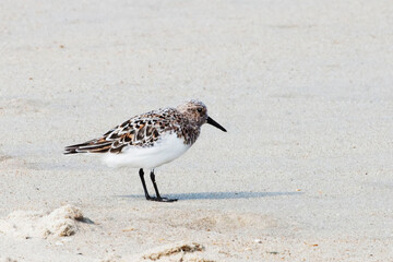 Sanderling, Calidris alba, relaxing on the sand