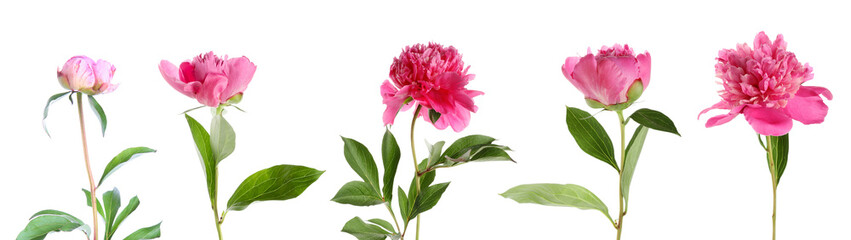 Obraz premium Collage of pink peony flower on white background