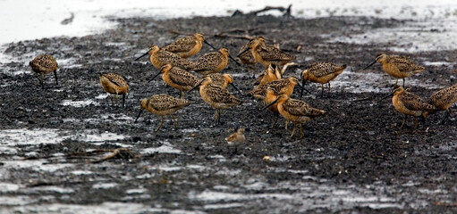 Flock of Short-billed Dowitchers, Limnodromus griseus, on mudflats