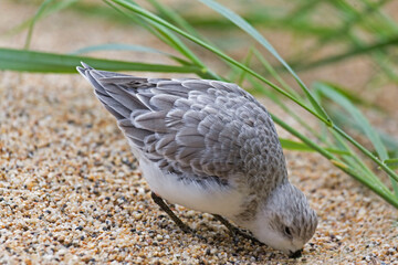 Sanderling, Calidris alba, with bill in the sand