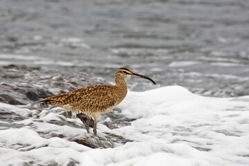 Whimbrel, Numenius phaeopus, in foamy surf