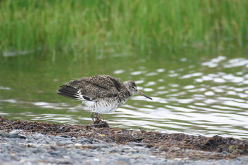 Willet, Tringa semipalmata, beside the marsh