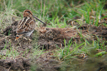 Wilson's Snipe, Gallinago delicata, on the ground