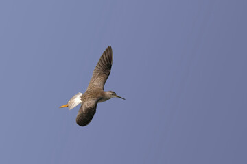 Lesser Yellowlegs, Tringa flavipes, in flight