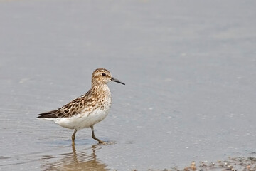 Least Sandpiper, Calidris minutilla, in the water