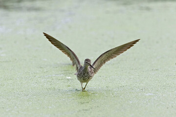 Lesser Yellowlegs, Tringa flavipes, with wings spread