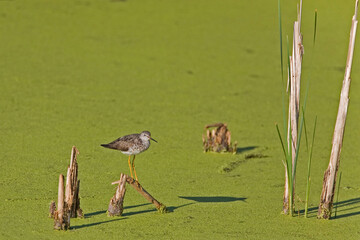 Lesser Yellowlegs, Tringa flavipes, perched on reed
