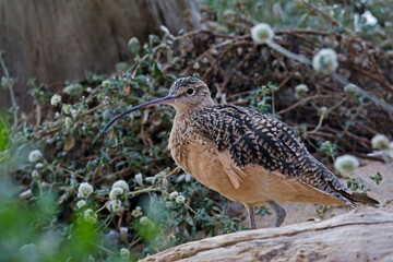 Long-billed Curlew, Numenius americanus, by the shore