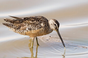 Long-billed Dowitcher, Limnodromus scolopaceus, feeding in water