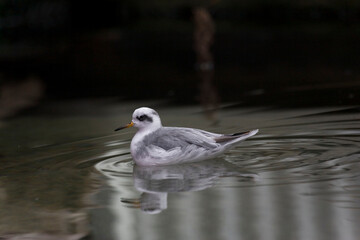 View of Red Phalarope, Phalaropus fulicarius, resting on water