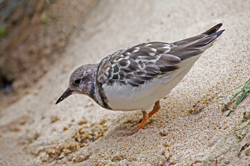 Ruddy Turnstone, Arenaria interpres, close up